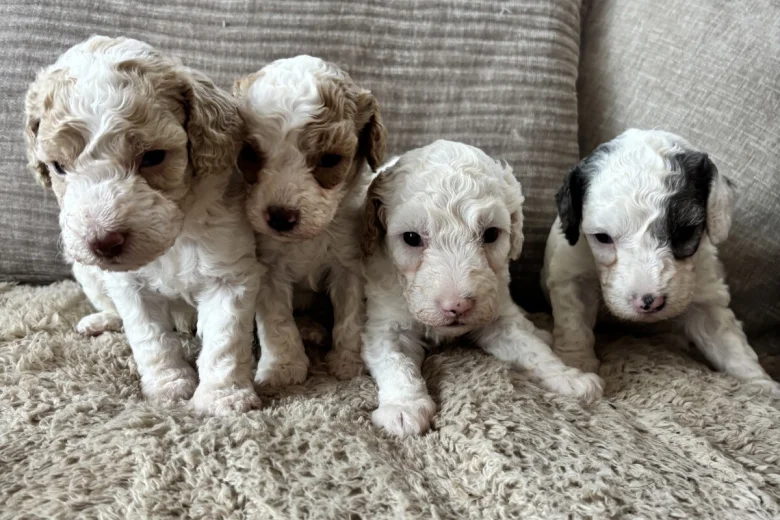 Cavapoo