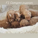 Cavapoo