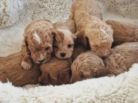 Cavapoo