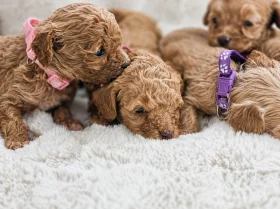 Cavapoo