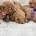 Cavapoo