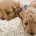 Cavapoo