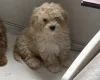 Cavapoo