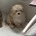 Cavapoo
