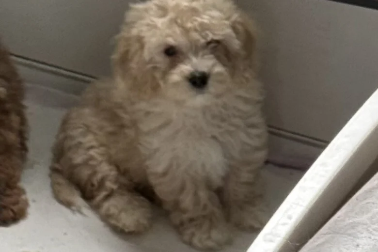 Cavapoo
