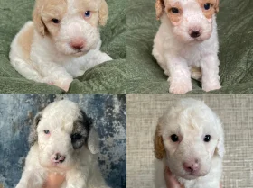 Cavapoo
