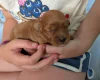 Cavapoo