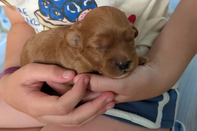 Cavapoo
