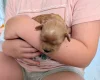 Cavapoo