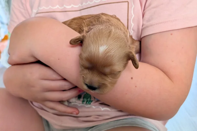 Cavapoo