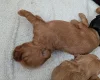 Cavapoo