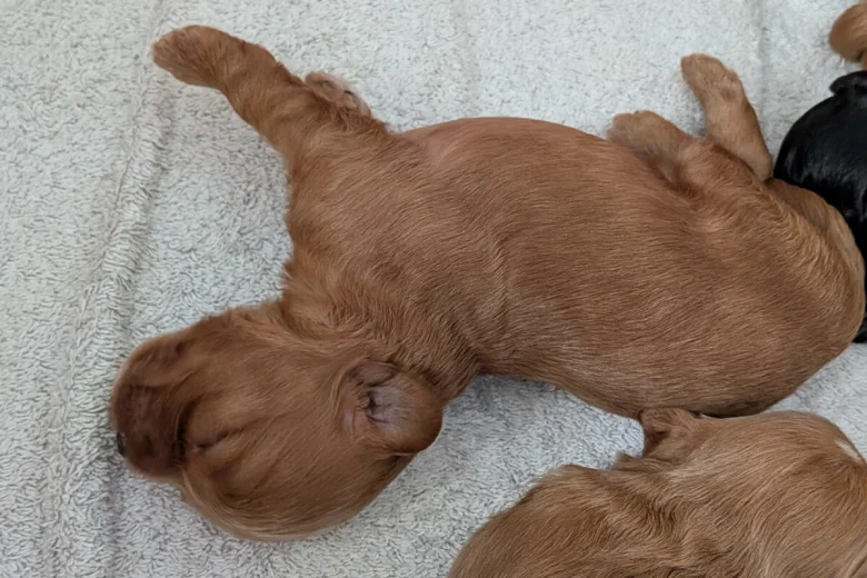 Cavapoo