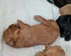 Cavapoo