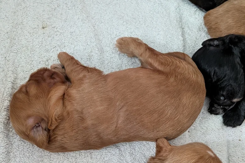Cavapoo