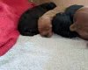 Cavapoo