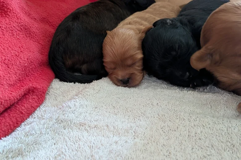 Cavapoo