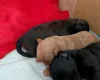 Cavapoo