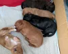 Cavapoo