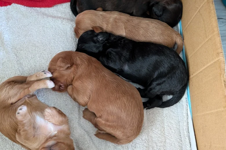Cavapoo