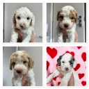 Cavapoo