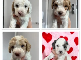 Cavapoo