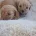Cavapoo