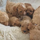 Cavapoo