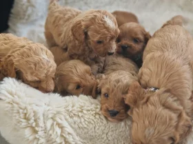 Cavapoo