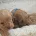 Cavapoo