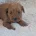 Cavapoo