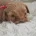 Cavapoo