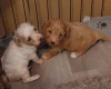 Cavapoo