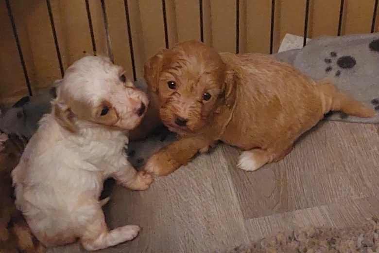 Cavapoo