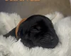 Doberman