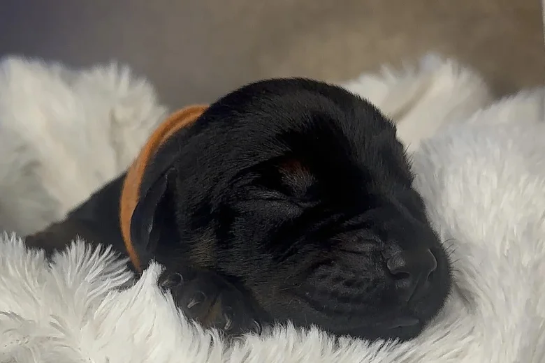 Doberman