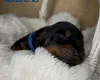 Doberman