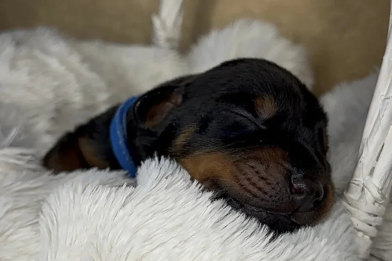 Doberman