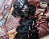 Doberman