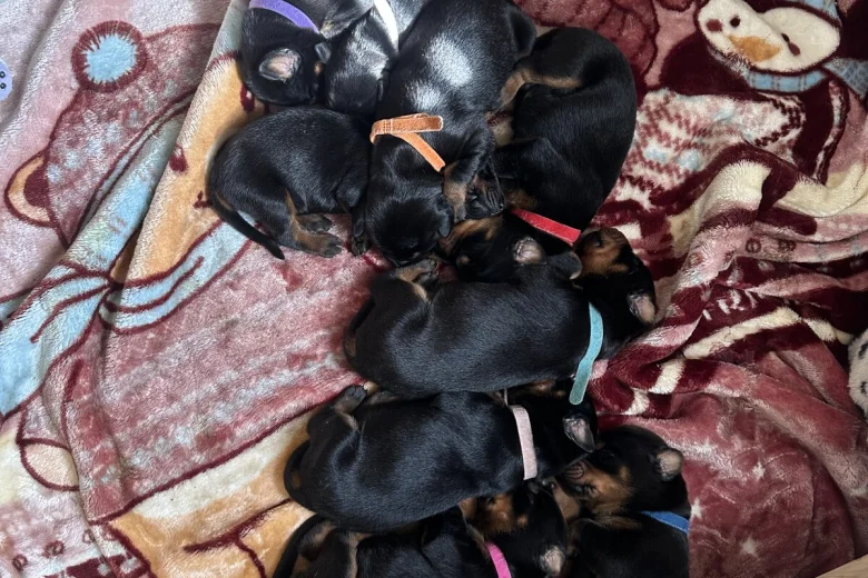 Doberman