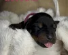 Doberman