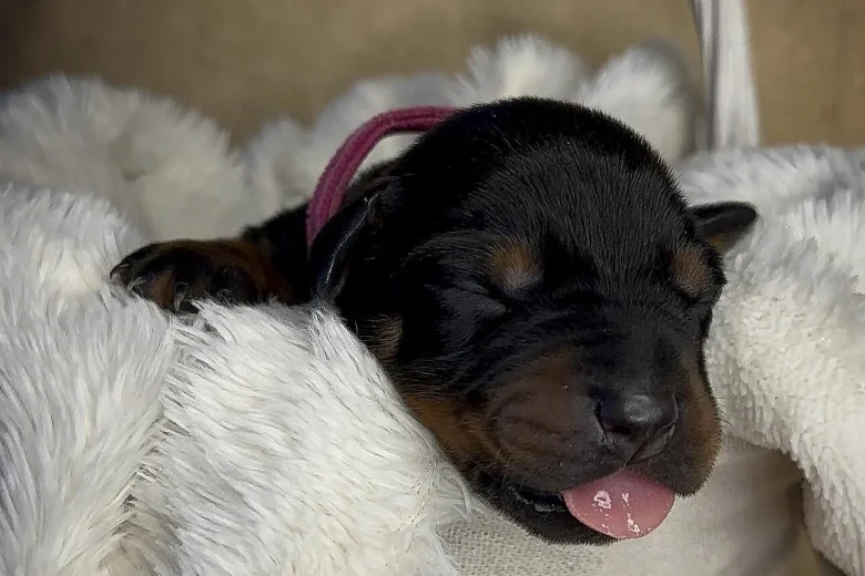 Doberman