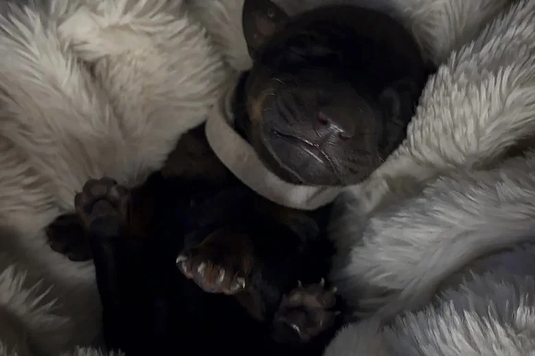 Doberman