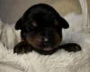 Doberman