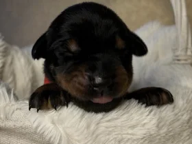 Doberman
