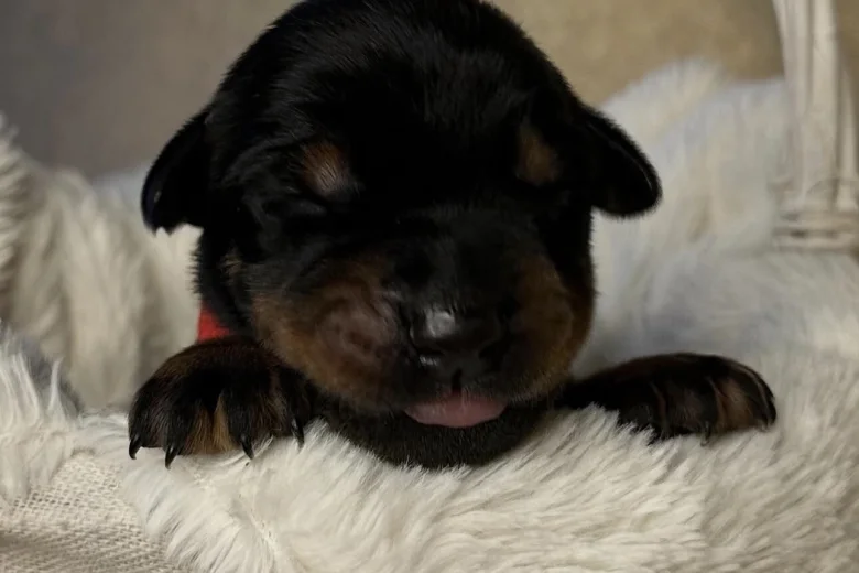 Doberman