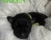 Doberman