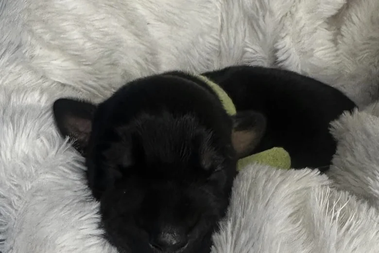 Doberman