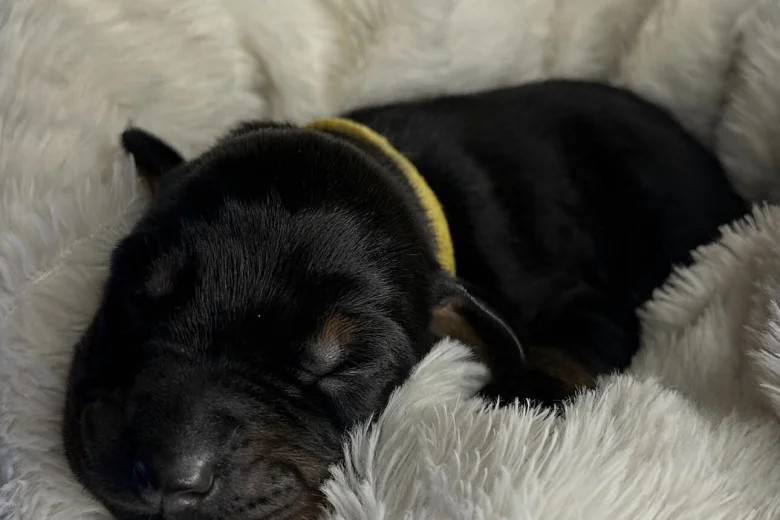 Doberman