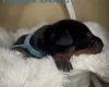 Doberman