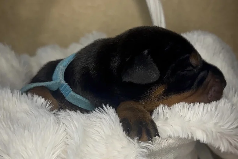 Doberman